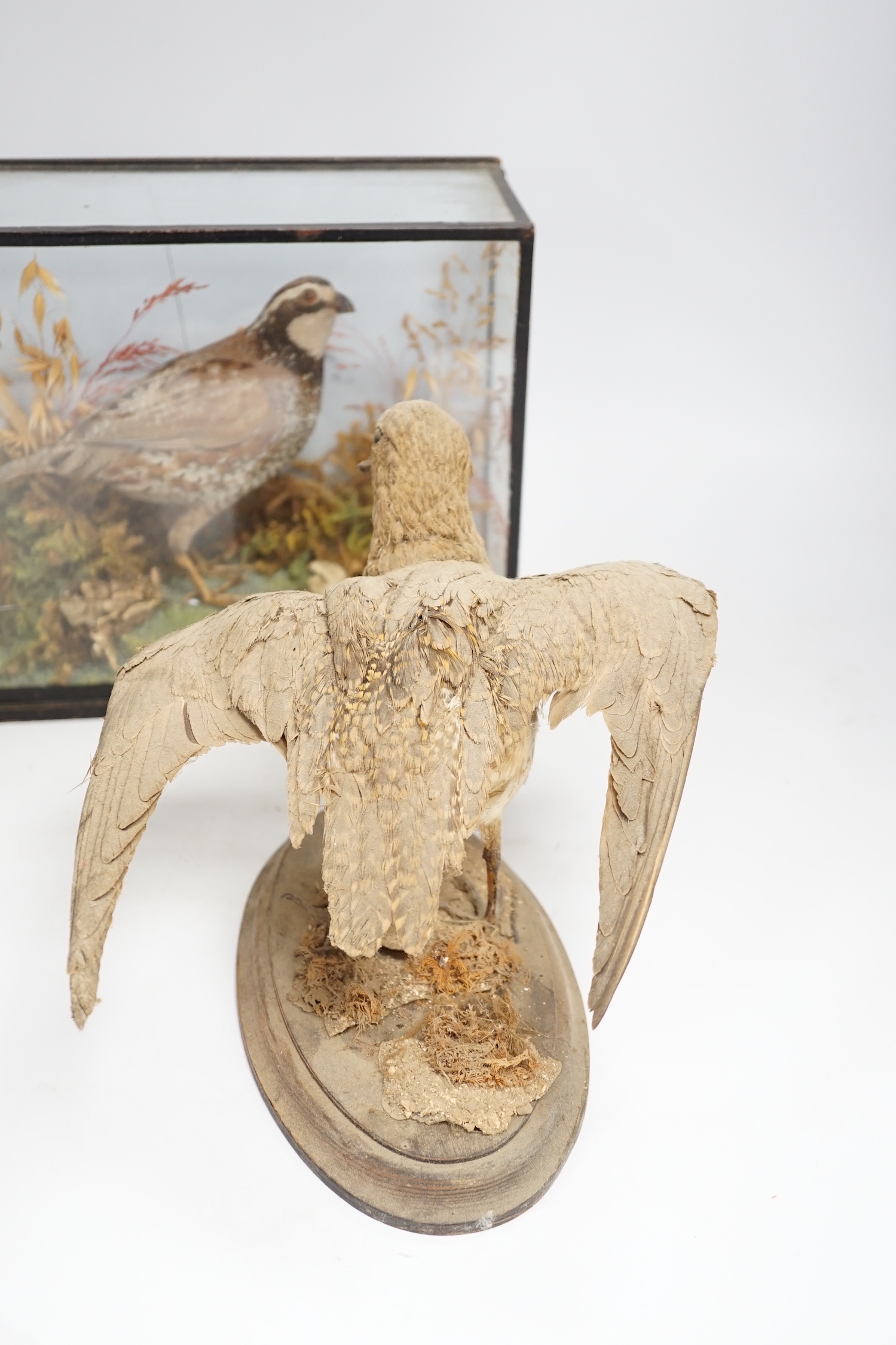 A small taxidermy cased Bobwhite Quail (case cracked) together with an uncased taxidermy snipe (2), Quail case 28cm wide x 22.5cm high